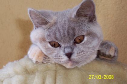 Suche Deckkater in creme mit Blutgruppe B