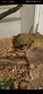 Königspython mit Terrarium