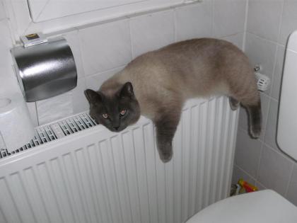 Kater vermisst in Dietzenbach - Bitte melden