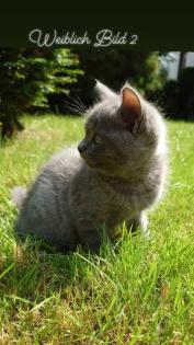 Bkh Kitten Geschwisterpäärchen suchen zusammen ein libes Nest