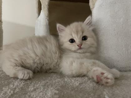 BKH Kitten Babykatzen