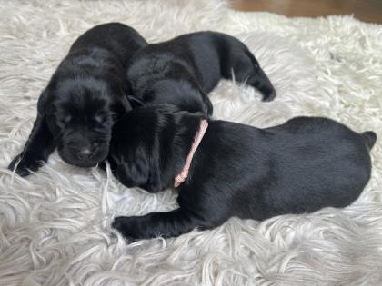 Labrador Welpen schwarz