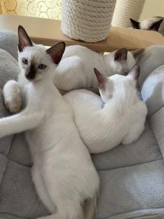 Traditionelle Thaikatzen aus registrierter Zucht, Abgabe sofort
