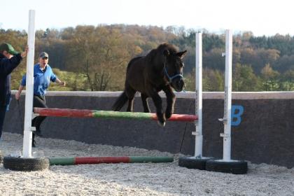 Pony zu verkaufen