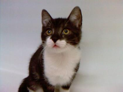 Bkh mix kater, 11 wochen, maikätzchen