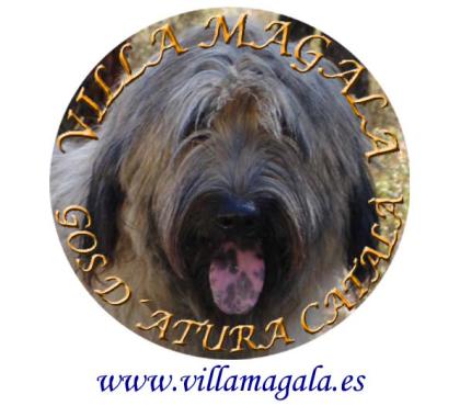 WELPEN KATALANISCHER SCHÄFERHUND GOS DATURA CATALA