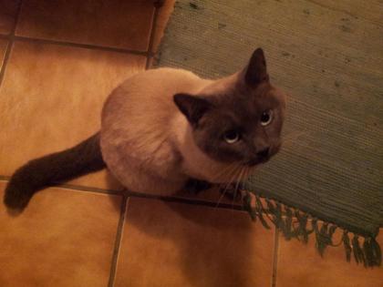 Kater vermisst in Dietzenbach - Bitte melden