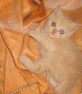 Super süße BKH Kitten