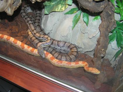 1, 1 Kornnatter Black und Red Albino abzugeben