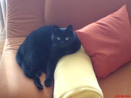 Schwarzer Kater vermisst