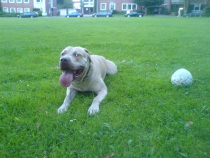 2 Pitbull-staffordshire terrier zu verkaufen