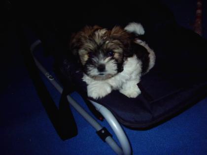 Edelmix Yorky - Shi Tzu Welpe Zubehör und Co.