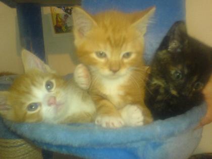 6 Verschmuste Maine Coon Mix Babys zu Verkaufen