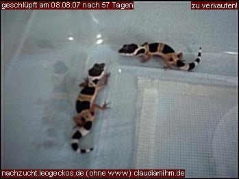 Leopardgeckos zu verkaufen