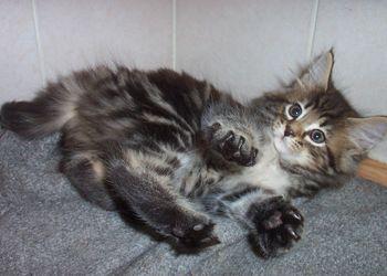 Norwegische Waldkatzenkitten