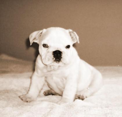 Gesunder englischer Bulldoggewelpe.