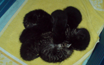 Katzenbabies abzugeben.