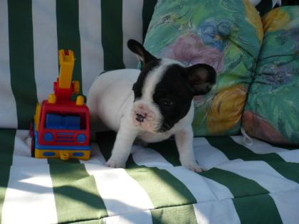 Fransösische Bulldoggen suchen ein neues zuhause.