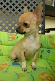 Chihuahua mini rüde soooooooo lieb -