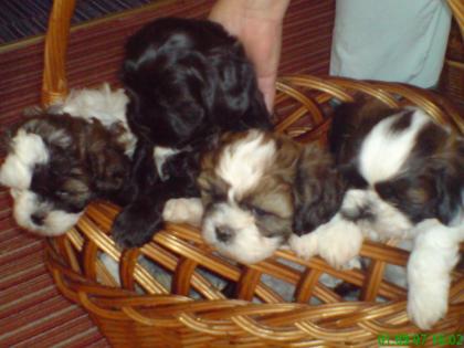 Shi/tzu