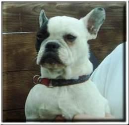 French bullys