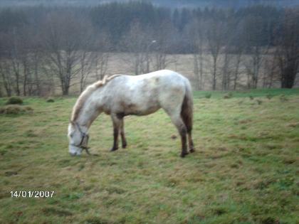 Appaloosa-Criollo-Hengst zu verkaufen
