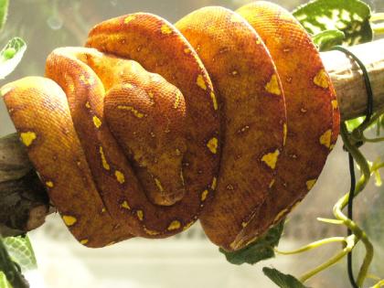 Gebe Morelia viridis Aru, Biak, Sorong ab