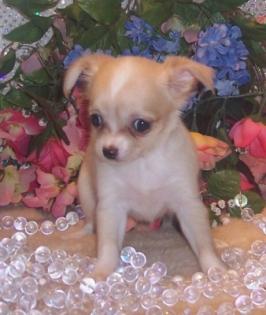 Schöne chihuahua Hündchen für sale 200euro
