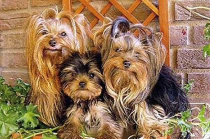 Yorkshire Terrier Welpen mit Ahnentafel
