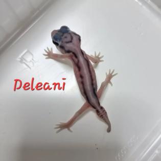 Amyae Wheeleri Deleani lucasium Diplodactylus
