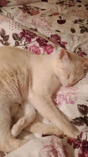 Siam Katzen suchen fürsorgliches Zuhause
