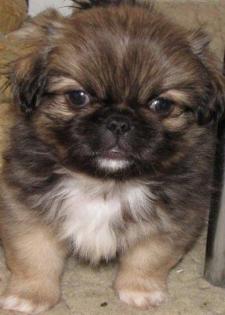 Puppige Shihtzumixrüden