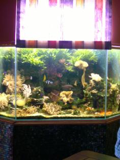 Meerwasser Aquarium ca. 300 l VB 990, 00 Euro