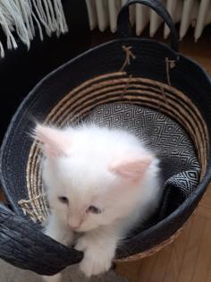 Kitten Kätzchen nur noch Ellie Neva Masquarade sibirische Katze
