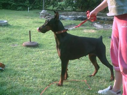 Dobermann /hündin voll kupiert sucht dringen neues zu hause