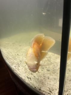 Astronotus ocellatus Pfauenaugenbuntbarsch