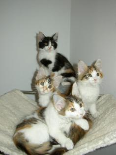 Maine Coon Kitten aus liebevoller Zucht