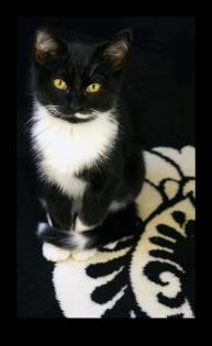 Süßer Lagerkater sucht neuen Arbeitsplatz