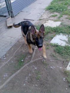 Schäferhund Rüde 6 Mon. o Papiere