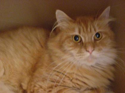DRINGEND abzugeben Maine Coon Kater rot-getigert red-tabby, kastiert, ca. 1 Ja