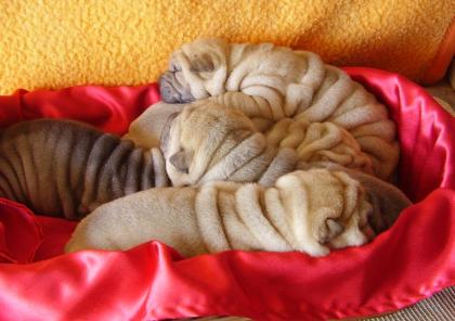Shar-pei Welpen