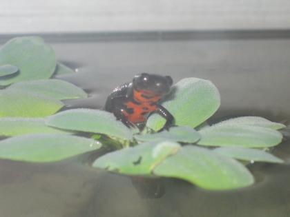 Fünf chinesische Feuerbauchmolche cynops orientalis abzugeben, Raum Schweinfur