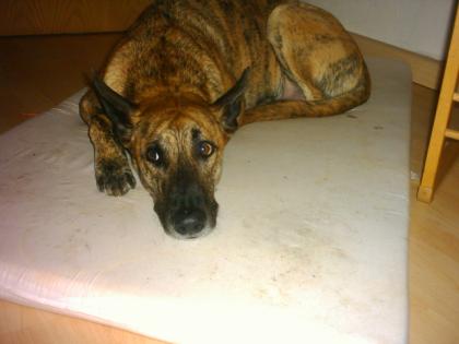 Podenco canario abzugeben