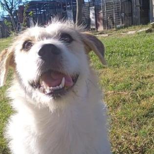 Lexi - ein toller Anfängerhund