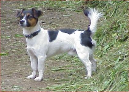 10 Monate alter Jack Russell Rüde