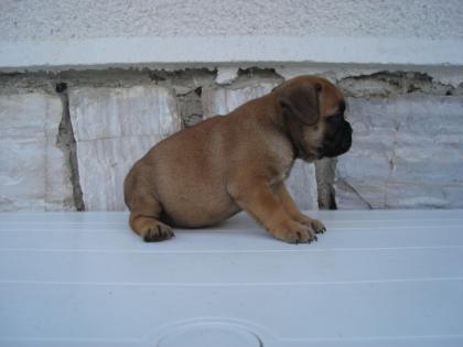 Franzoesiche bulldogwelpen