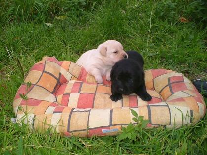 Labradorwelpen