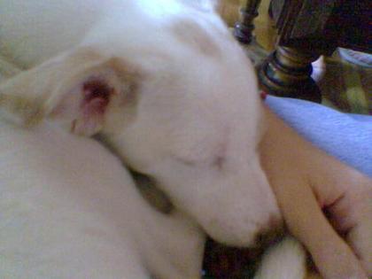 Süße Jack-Russel-Mix-W, 1 Jahr.