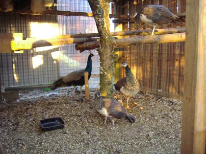 1 Paar Pfauen mit Jungtieren abzugeben