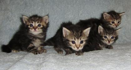 Sibirische Katzen aus der Ukraine